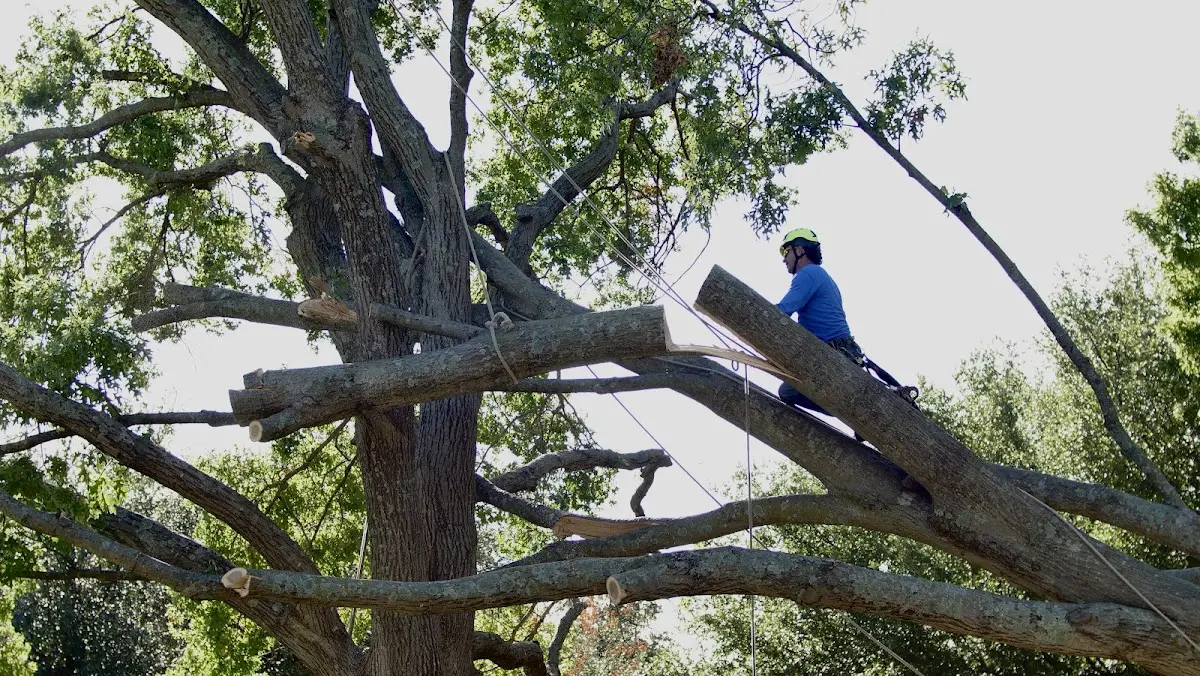 Professional Crown Thinning performed by certified arborists in South Strafford