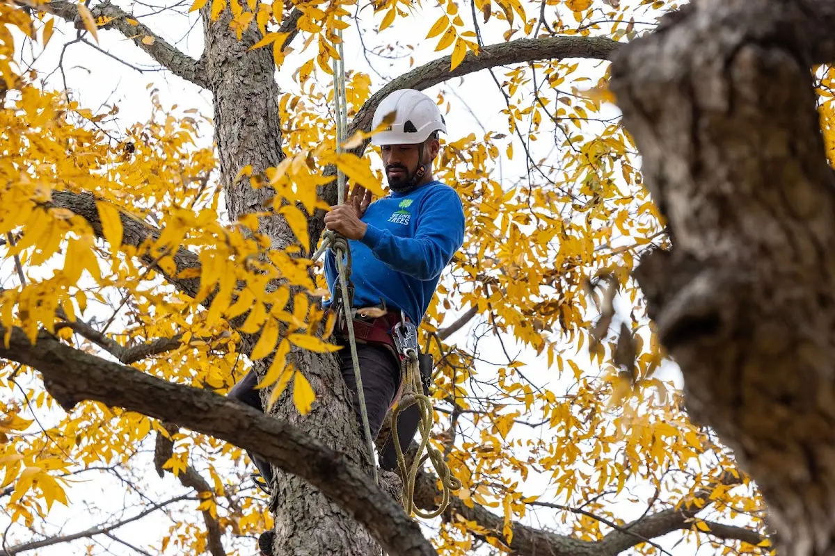 Skilled Storm Damage Cleanup crew working in South Strafford